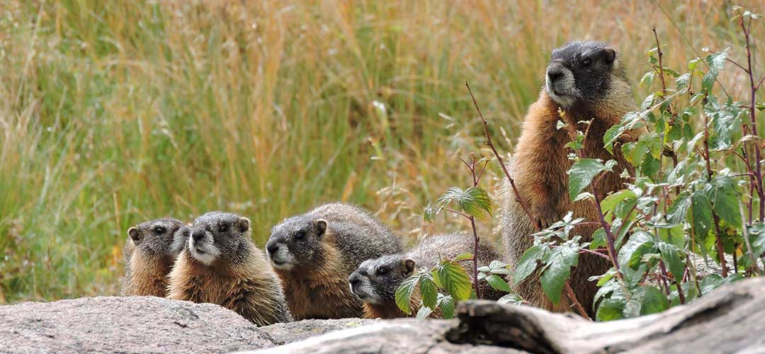 Wildlife at Piney River Ranch Colorado